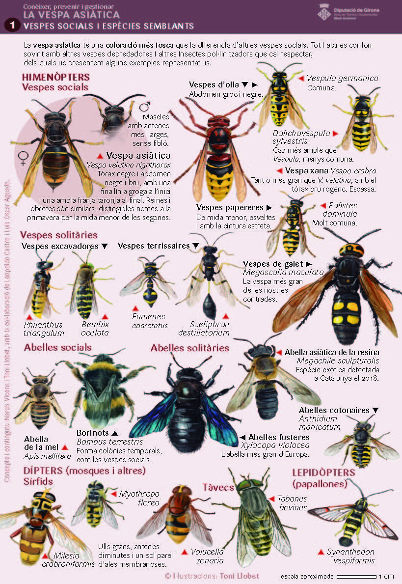 Tipus de vespes