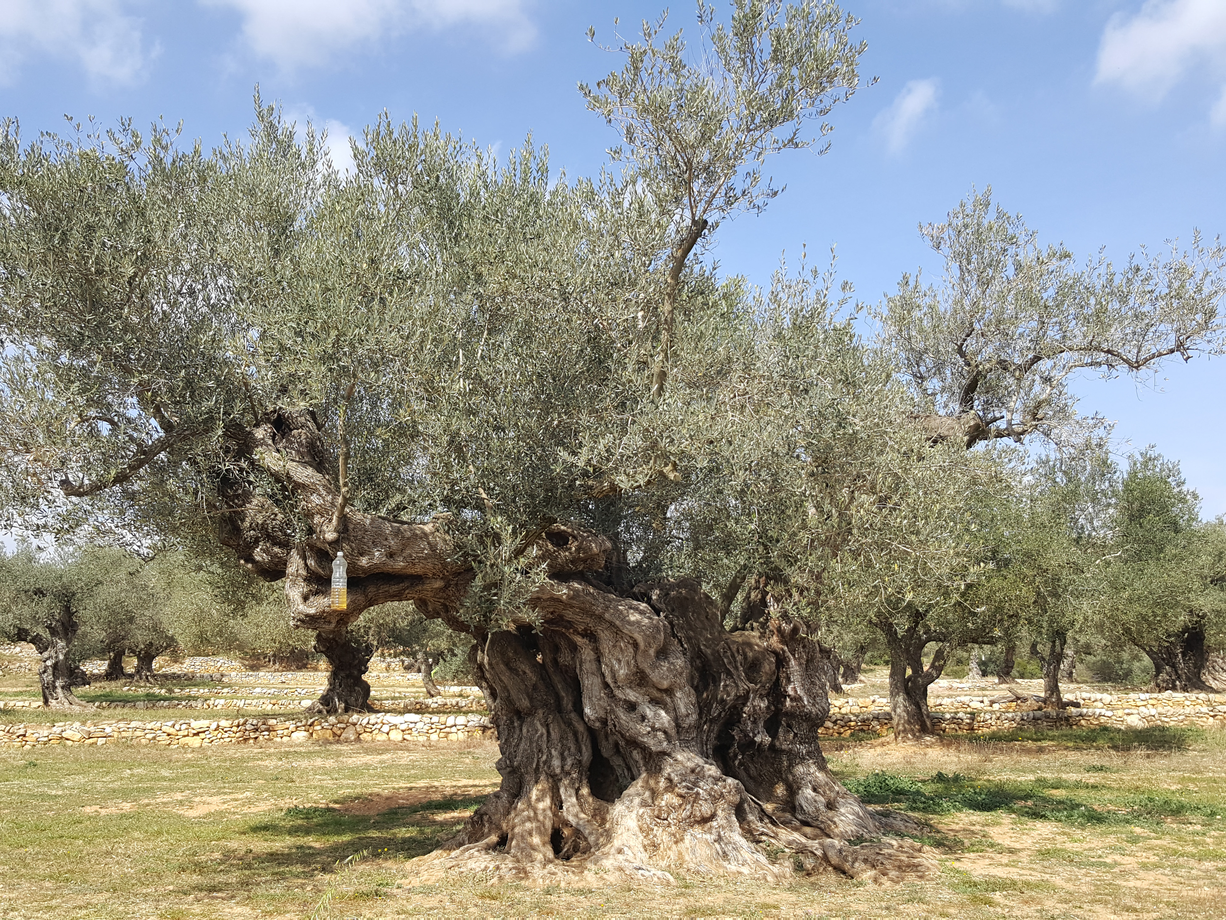  El Palau Bofarull de la Diputació a Reus acull l’exposició ‘Oliveres Mil·lenàries’, un recull de fotografies dels millors exemplars