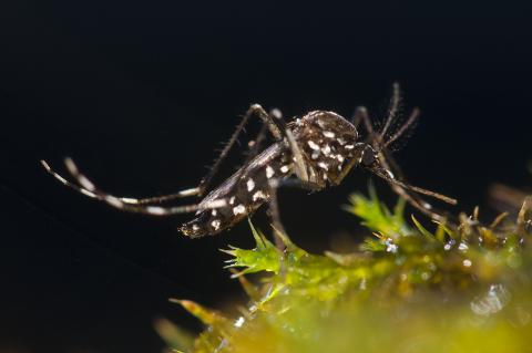 La Diputació de Tarragona impulsa la prevenció i control del mosquit tigre amb una nova campanya de conscienciació a les escoles