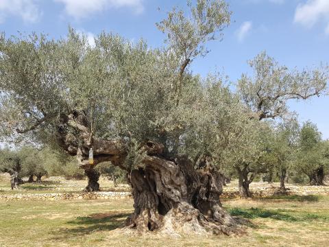  El Palau Bofarull de la Diputació a Reus acull l’exposició ‘Oliveres Mil·lenàries’, un recull de fotografies dels millors exemplars