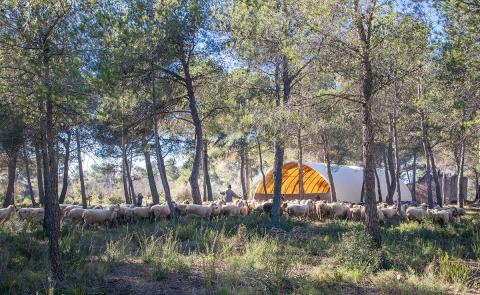 El corral temporal i el ramat al bosc de Sant Sebastià de la Diputació de Tarragona