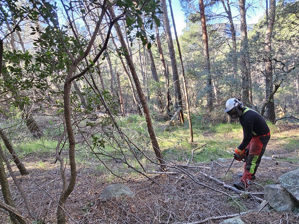 Treballs forestals a Vilaplana