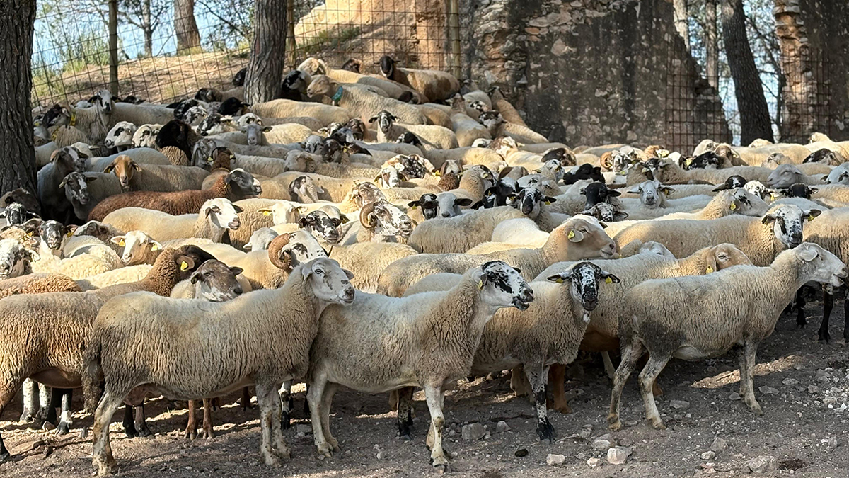 Ramat al bosc de Sant Sebastià de la Diputació de Tarragona