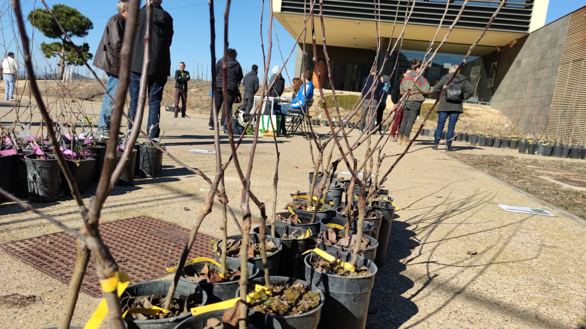 Repartiment dels arbres fruiters recuperats.