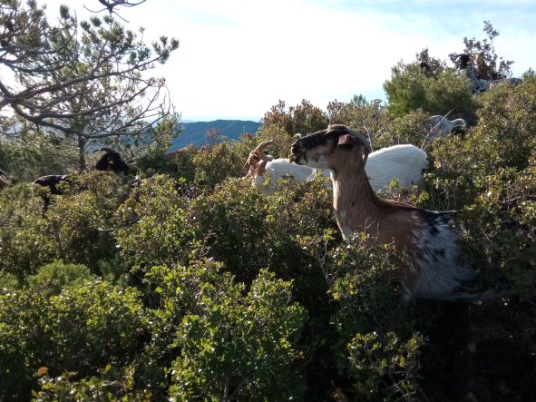 s'han concedit 175.000 € a 16 Agrupacions de Defensa Forestal (ADF) del Camp de Tarragona, les Terres de l’Ebre i el Baix Penedès