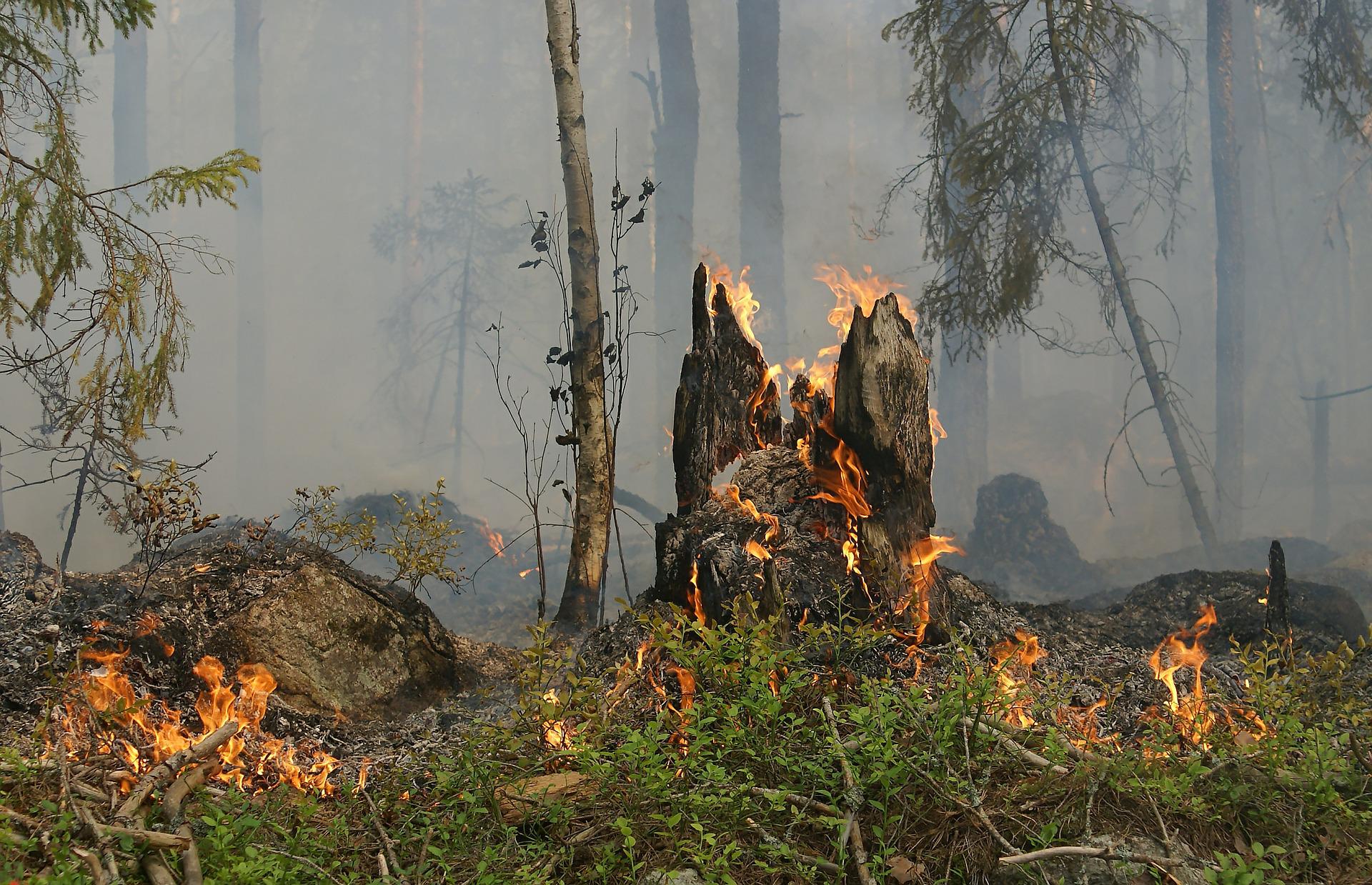 Aquest estiu han tingut lloc un total de 120 incendis forestals a tot l'estat espanyol